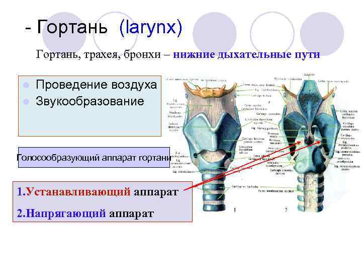 - Гортань (larynx) Гортань, трахея, бронхи – нижние дыхательные пути Проведение воздуха l Звукообразование