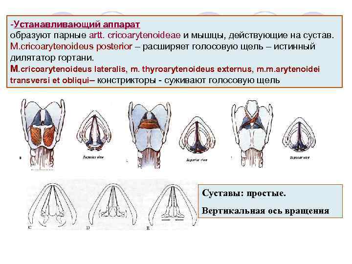 -Устанавливающий аппарат образуют парные artt. cricoarytenoideae и мышцы, действующие на сустав. M. cricoarytenoideus posterior