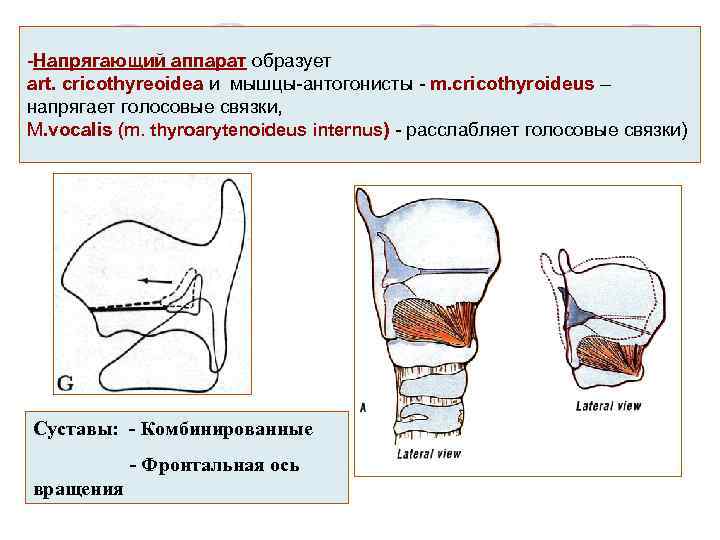 -Напрягающий аппарат образует art. cricothyreoidea и мышцы-антогонисты - m. cricothyroideus – напрягает голосовые связки,