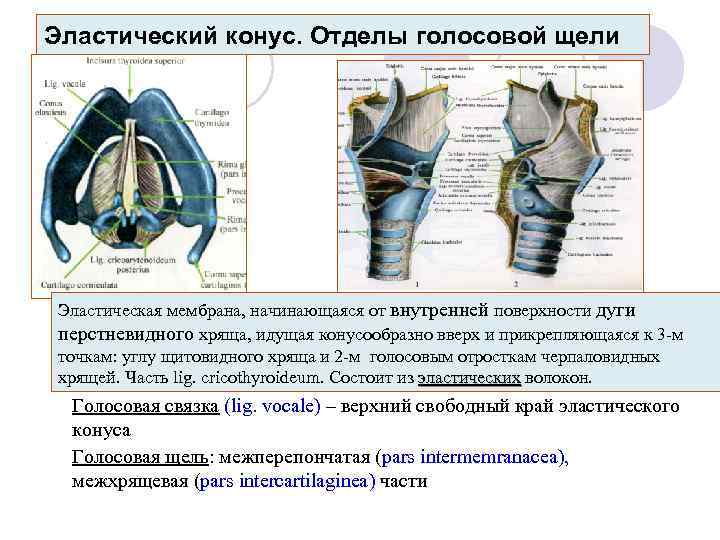 Эластический конус. Отделы голосовой щели Эластическая мембрана, начинающаяся от внутренней поверхности дуги перстневидного хряща,