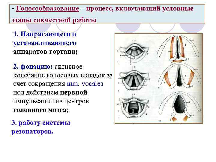 - Голосообразование – процесс, включающий условные этапы совместной работы 1. Напрягающего и устанавливающего аппаратов
