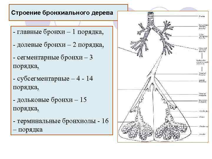 Строение бронхиального дерева - главные бронхи – 1 порядка, - долевые бронхи – 2