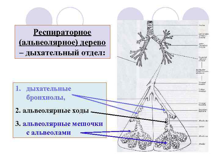 Респираторное (альвеолярное) дерево – дыхательный отдел: 1. дыхательные бронхиолы, 2. альвеолярные ходы 3. альвеолярные