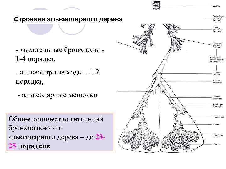Строение альвеолярного дерева - дыхательные бронхиолы 1 -4 порядка, - альвеолярные ходы - 1