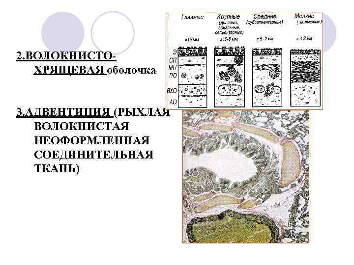 2. ВОЛОКНИСТОХРЯЩЕВАЯ оболочка 3. АДВЕНТИЦИЯ (РЫХЛАЯ ВОЛОКНИСТАЯ НЕОФОРМЛЕННАЯ СОЕДИНИТЕЛЬНАЯ ТКАНЬ) 
