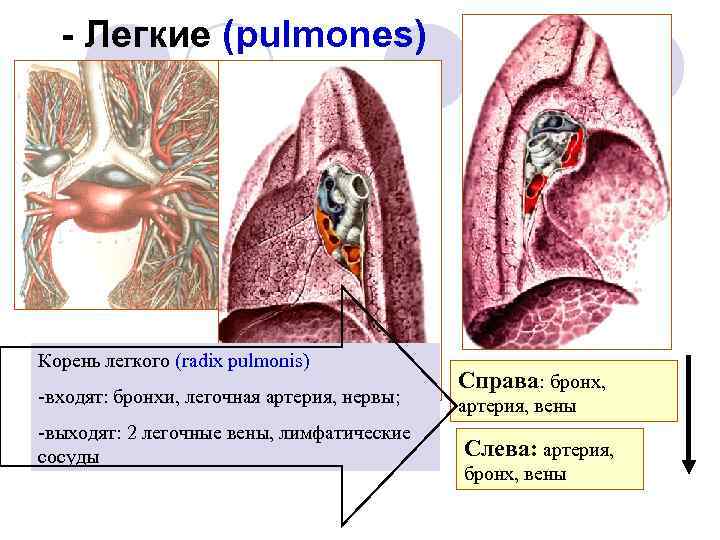 - Легкие (pulmones) Корень легкого (radix pulmonis) -входят: бронхи, легочная артерия, нервы; -выходят: 2