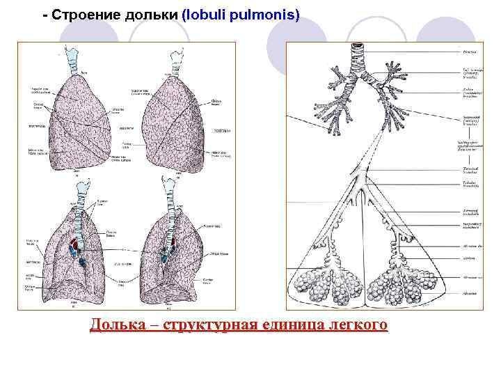 - Строение дольки (lobuli pulmonis) Долька – структурная единица легкого 
