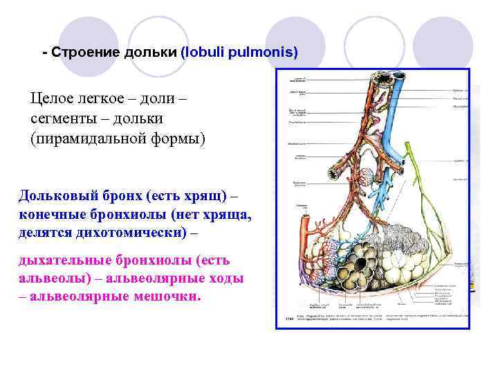 - Строение дольки (lobuli pulmonis) Целое легкое – доли – сегменты – дольки (пирамидальной