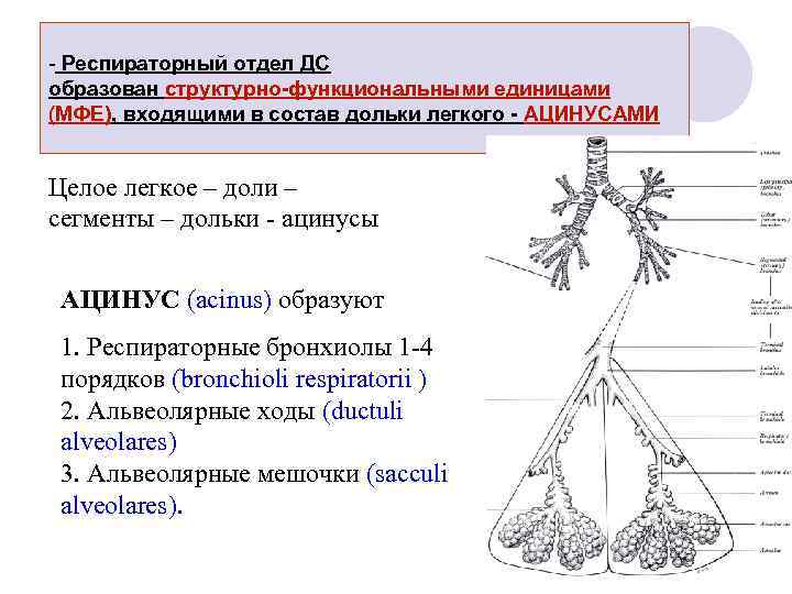 - Респираторный отдел ДС образован структурно-функциональными единицами (МФЕ), входящими в состав дольки легкого -