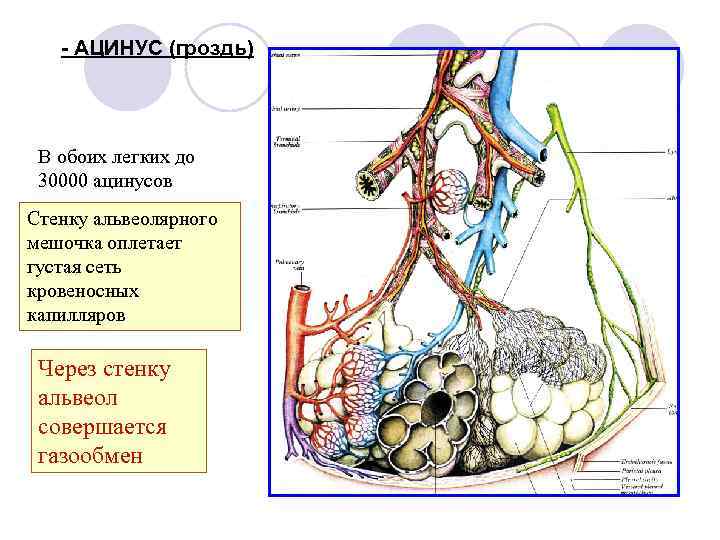 - АЦИНУС (гроздь) В обоих легких до 30000 ацинусов Стенку альвеолярного мешочка оплетает густая