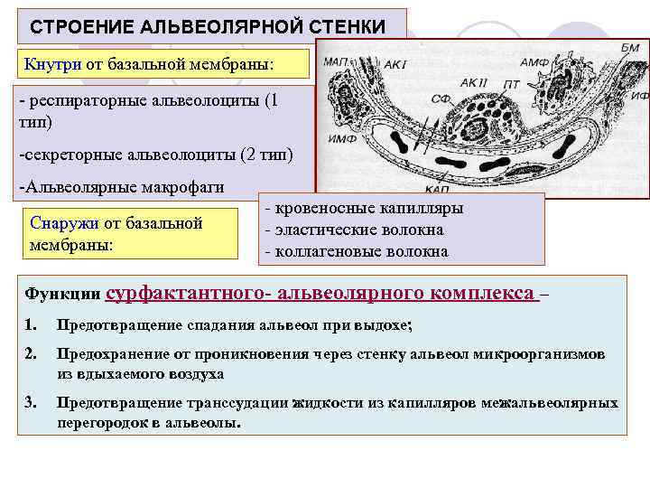 СТРОЕНИЕ АЛЬВЕОЛЯРНОЙ СТЕНКИ Кнутри от базальной мембраны: - респираторные альвеолоциты (1 тип) -секреторные альвеолоциты