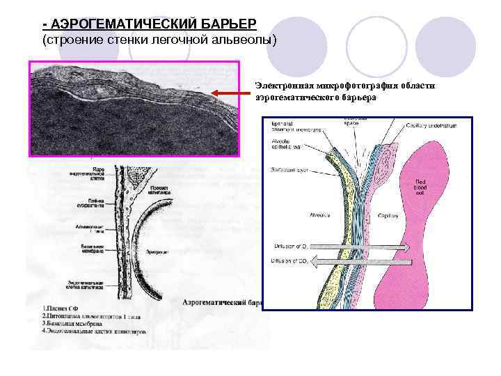 - АЭРОГЕМАТИЧЕСКИЙ БАРЬЕР (строение стенки легочной альвеолы) Электронная микрофотография области аэрогематического барьера 