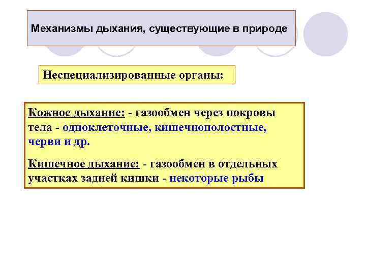 Механизмы дыхания, существующие в природе Неспециализированные органы: Кожное дыхание: - газообмен через покровы тела