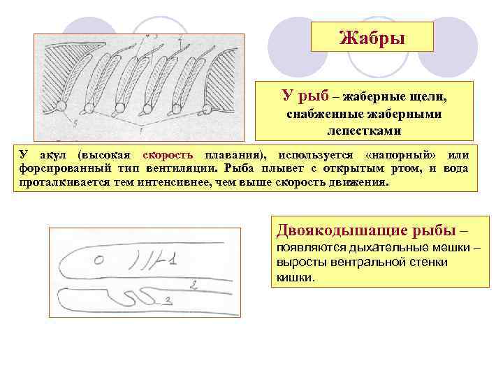 Жабры У рыб – жаберные щели, снабженные жаберными лепестками У акул (высокая скорость плавания),