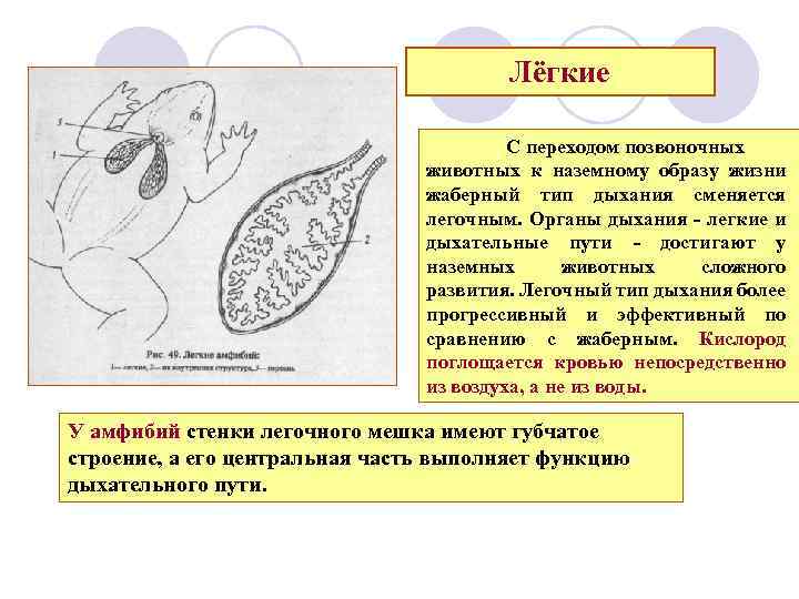 Лёгкие С переходом позвоночных животных к наземному образу жизни жаберный тип дыхания сменяется легочным.