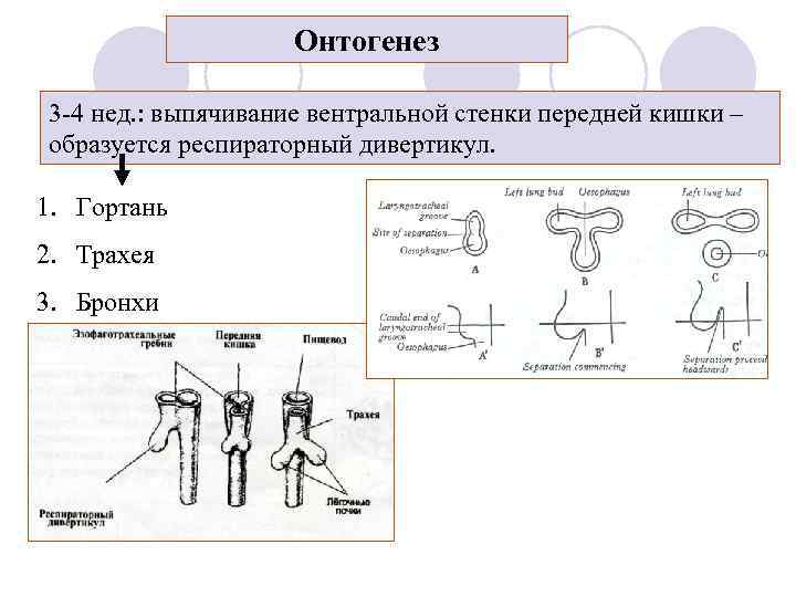 Онтогенез 3 -4 нед. : выпячивание вентральной стенки передней кишки – образуется респираторный дивертикул.