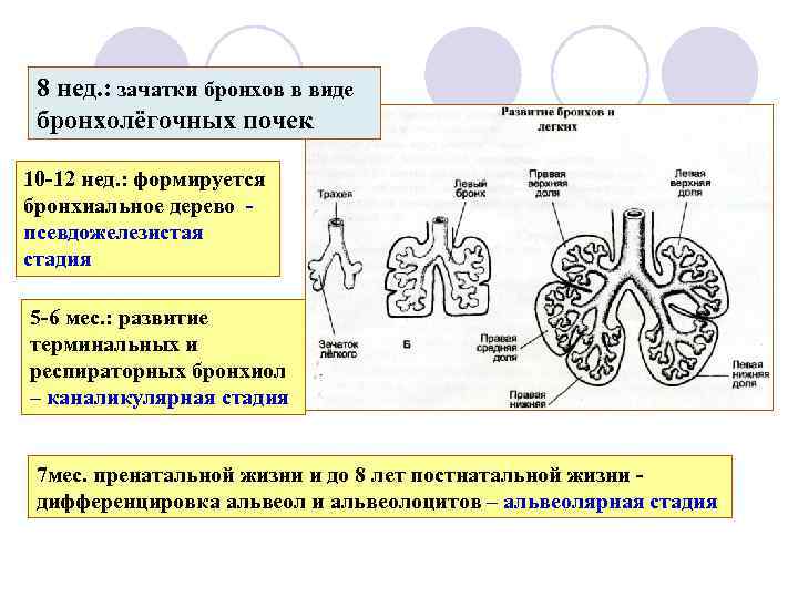 8 нед. : зачатки бронхов в виде бронхолёгочных почек 10 -12 нед. : формируется