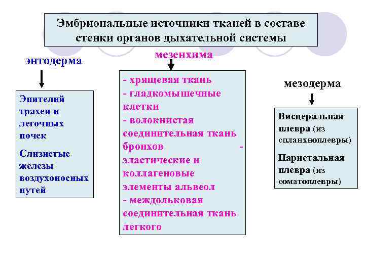 Состав эпителия стенки трахеи