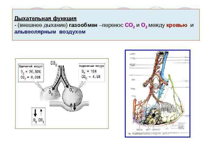 Дыхательная функция - (внешнее дыхание) газообмен –перенос СО 2 и О 2 между кровью