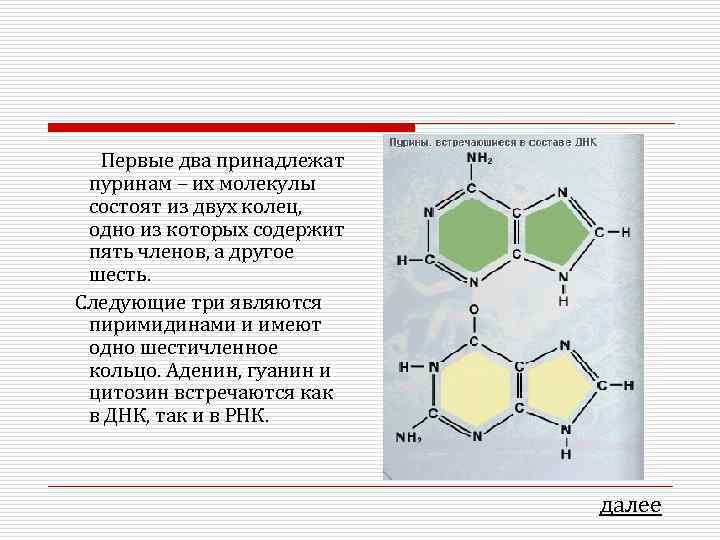 Первые два принадлежат пуринам – их молекулы состоят из двух колец, одно из которых