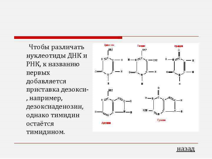 Чтобы различать нуклеотиды ДНК и РНК, к названию первых добавляется приставка дезокси, например, дезоксиаденозин,