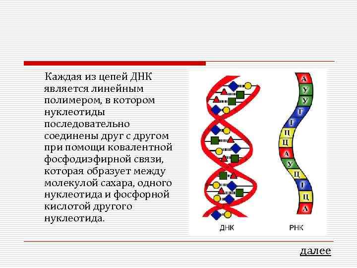 Цепь днк 12 нуклеотидов. Цепь ДНК. Нуклеотид в цепи ДНК. Нуклеотиды ДНК соединены в одну цепь. Цепочка ДНК по биологии.