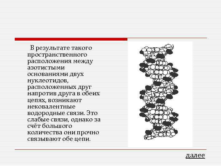 В результате такого пространственного расположения между азотистыми основаниями двух нуклеотидов, расположенных друг напротив друга
