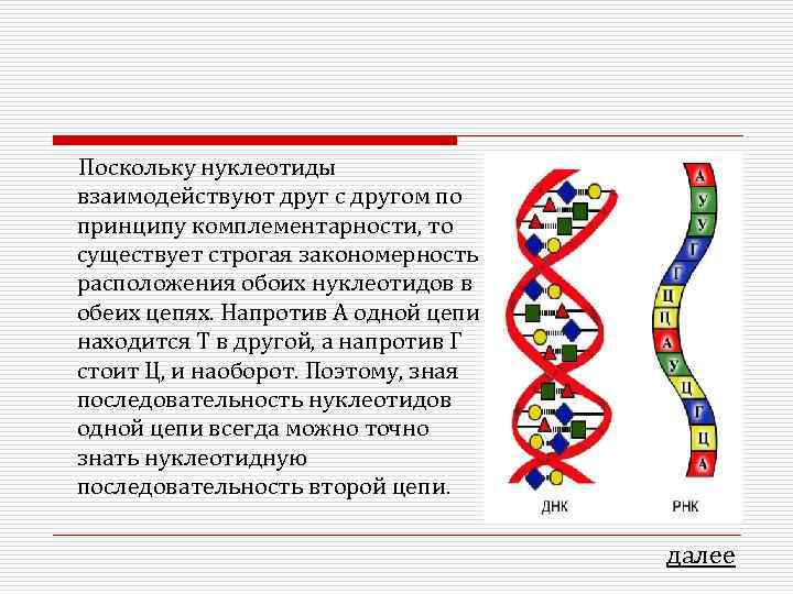 Поскольку нуклеотиды взаимодействуют друг с другом по принципу комплементарности, то существует строгая закономерность расположения