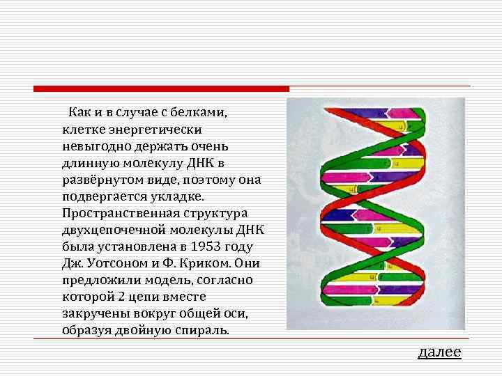 Как и в случае с белками, клетке энергетически невыгодно держать очень длинную молекулу ДНК