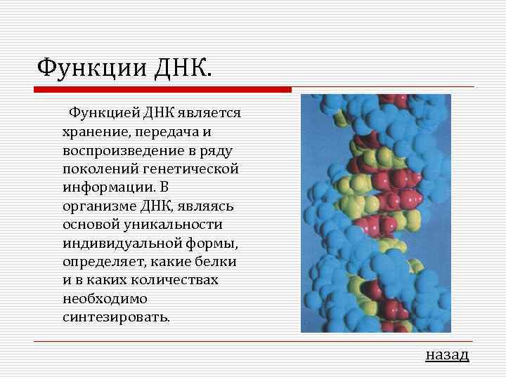 Функции ДНК. Функцией ДНК является хранение, передача и воспроизведение в ряду поколений генетической информации.