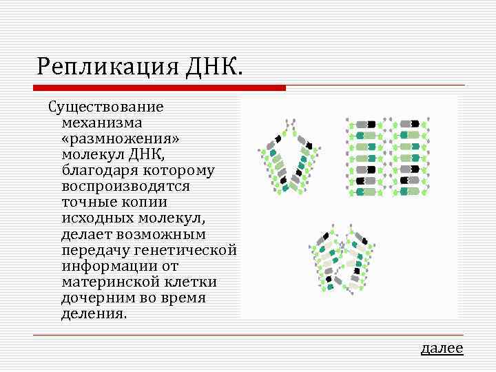 Репликация ДНК. Существование механизма «размножения» молекул ДНК, благодаря которому воспроизводятся точные копии исходных молекул,