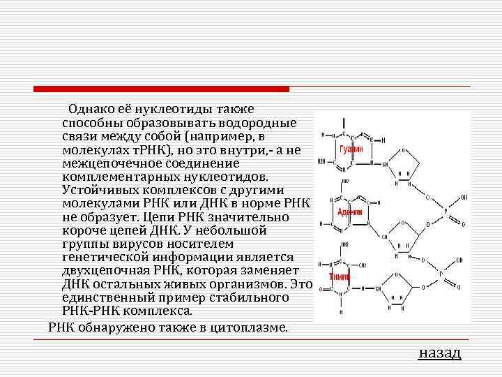 Однако её нуклеотиды также способны образовывать водородные связи между собой (например, в молекулах т.