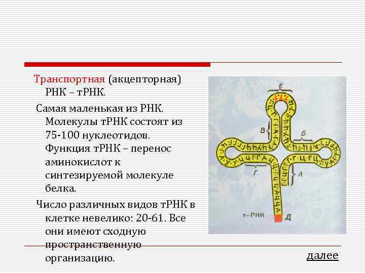 Транспортная (акцепторная) РНК – т. РНК. Самая маленькая из РНК. Молекулы т. РНК состоят