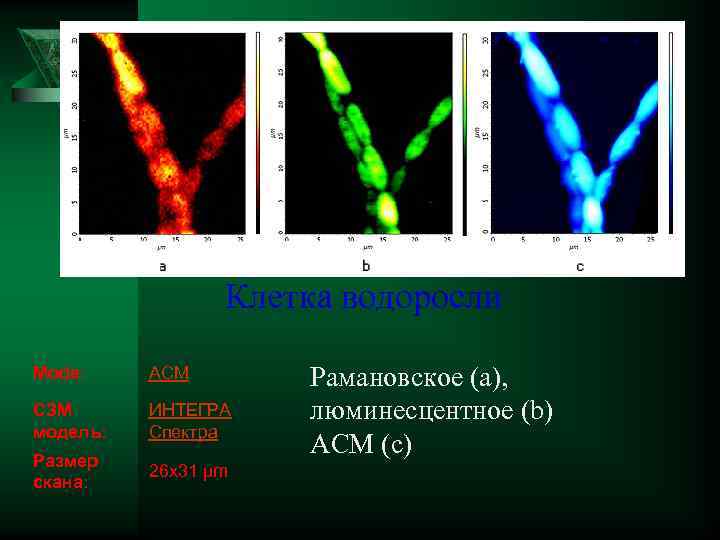  Клетка водоросли Mode: AСМ Рамановское (a), СЗМ ИНТЕГРА люминесцентное (b) модель: Спектра Размер