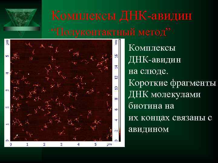  Комплексы ДНК-авидин “Полуконтактный метод” Комплексы ДНК-авидин . на слюде. Короткие фрагменты ДНК молекулами