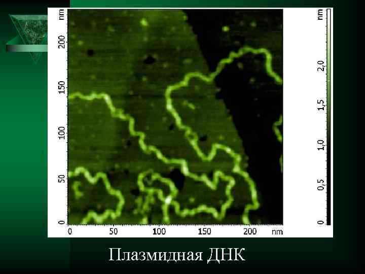 Плазмидная ДНК 