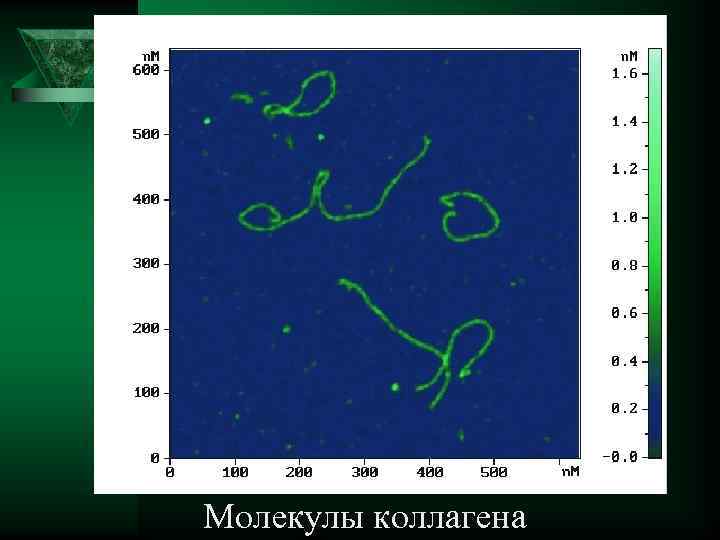 Молекулы коллагена 