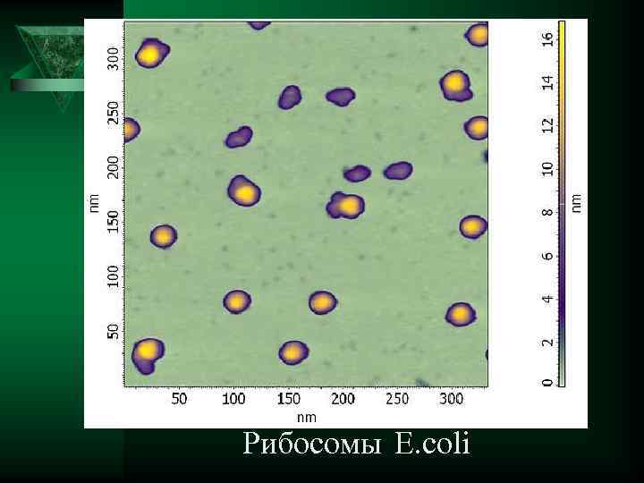 Рибосомы E. coli 