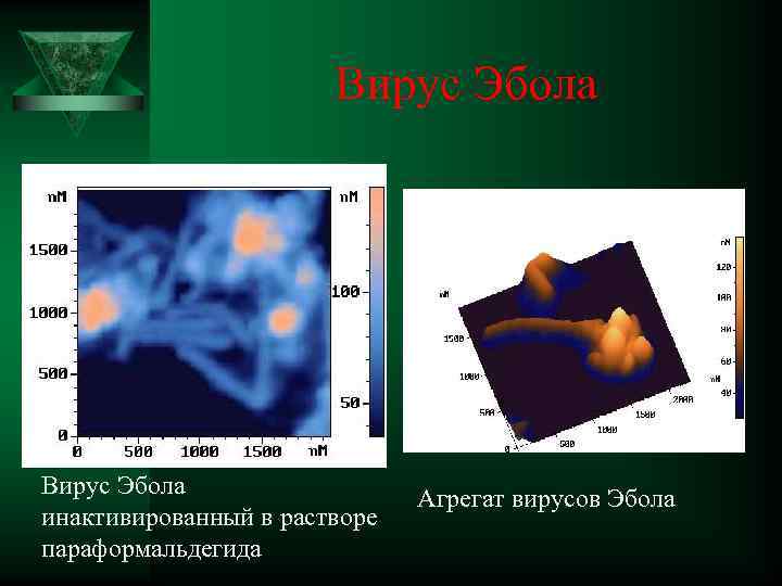  Вирус Эбола Ú Вирус Эбола инактивированный в растворе параформальдегида Вирус Эбола Агрегат вирусов