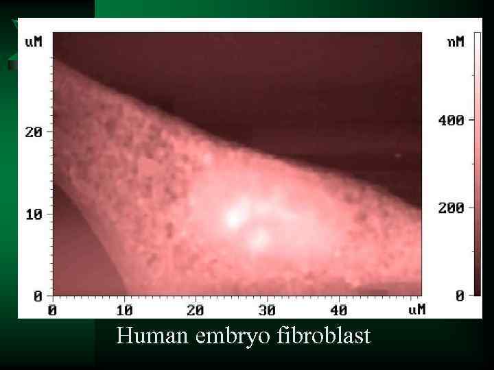 Human embryo fibroblast 