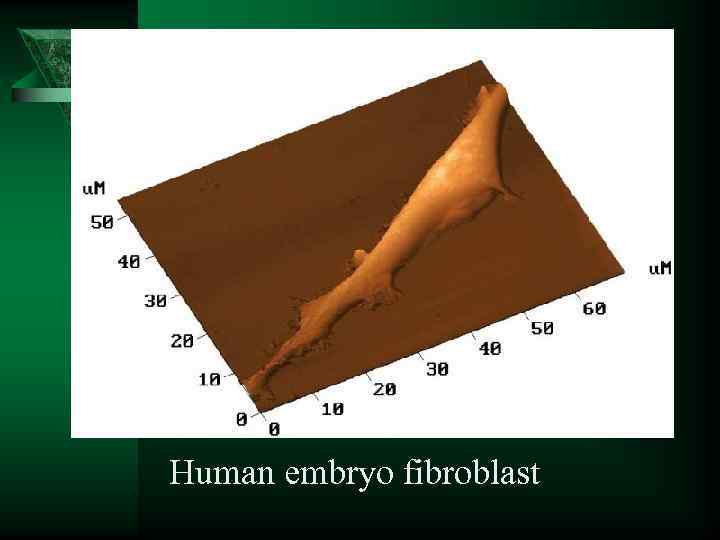 Human embryo fibroblast 