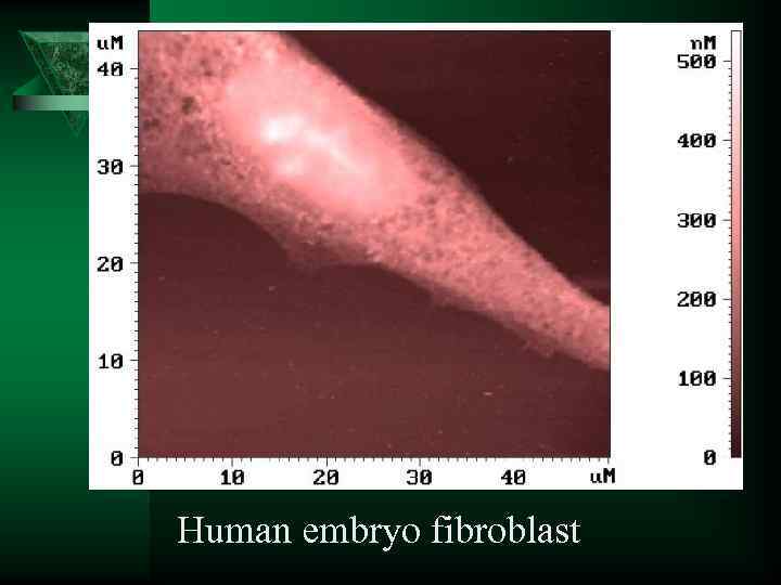 Human embryo fibroblast 