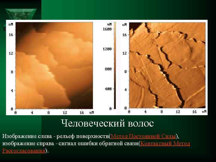  Человеческий волос Изображение слева - рельеф поверхности(Метод Постоянной Силы), изображение справа - сигнал