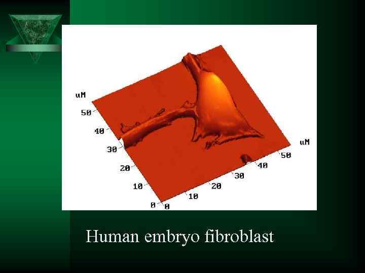 Human embryo fibroblast 