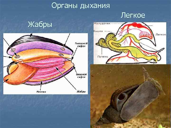 Органы дыхания Жабры Легкое 