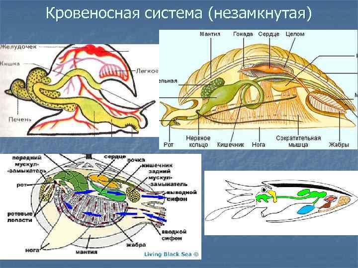 Кровеносная система (незамкнутая) 