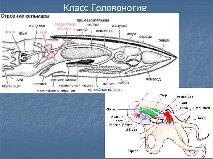 Класс Головоногие 