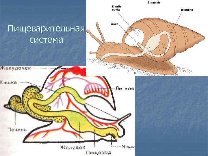 Пищеварительная система 