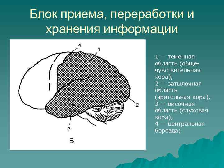 Блок приема, переработки и хранения информации 1 — теменная область (общечувствительная кора), 2 —