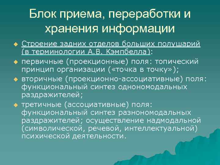 Блок приема, переработки и хранения информации u u Строение задних отделов больших полушарий (в